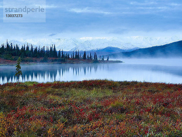 Landschaft mit Blick auf Tundra und Wonder Lake  Denali National Park  Alaska  USA