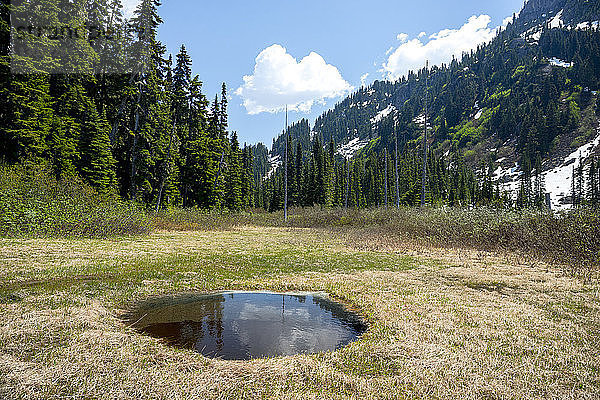 Blick auf eine malerische Landschaft mit einem Wald und Bergen  Pemberton  British Columbia  Kanada