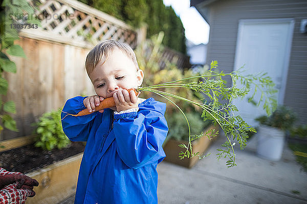 Aufnahme eines kleinen Jungen  der eine frische Karotte aus einem Hinterhofgemüsegarten isst