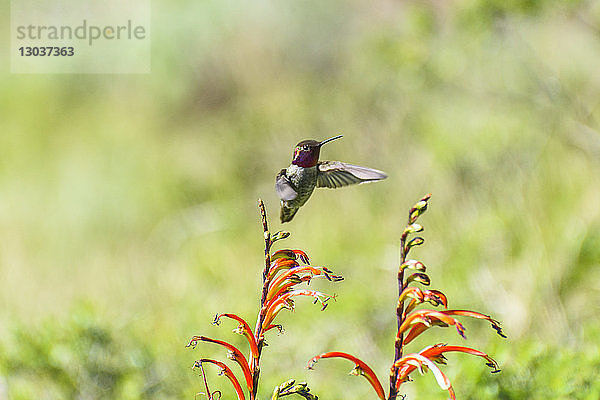 Annakolibri (Calypteâ€ anna) im Flug über Aloe-Blüten in Marin Headlands  Kalifornien  USA