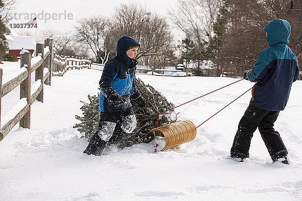 Zehn und acht Jahre alte Brüder holen einen frisch geschlagenen Weihnachtsbaum aus dem Wald