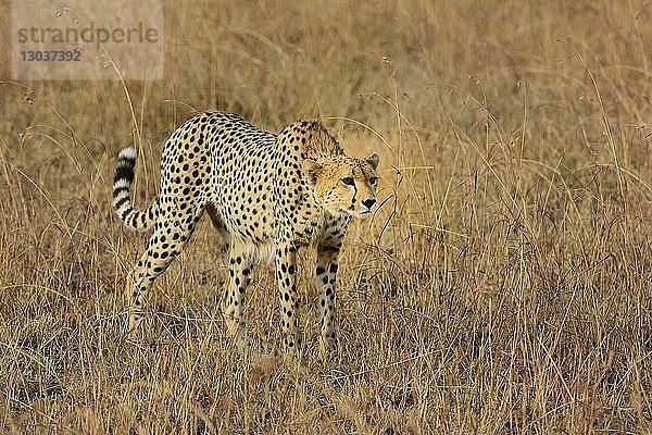 Naturaufnahme eines einzelnen Geparden (Acinonyx jubatus) in der Savanne