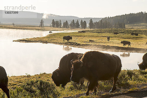 Naturaufnahme mit einer Gruppe amerikanischer Bisons (Bison bison)  Hayden Valley  Yellowstone National Park  Wyoming  USA