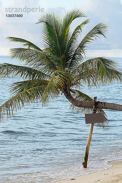 Holzzweig  der eine gebogene Palme stützt  die am Küstenstrand wächst  Thulusdhoo  Male  Malediven