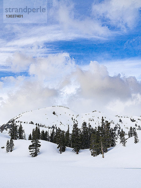 Wolken über Nadelbäumen auf einem schneebedeckten Hügel in der Ansel Adams Wilderness Area  Kalifornien  USA