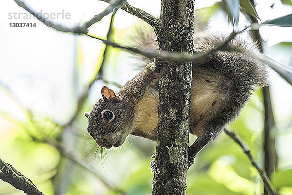 Naturfoto eines einzelnen Eichhörnchens auf einem Baum  Ökologisches Reservat Serrinha do Alambari   Serra da Mantiqueira  Rio de Janeiro  Brasilien