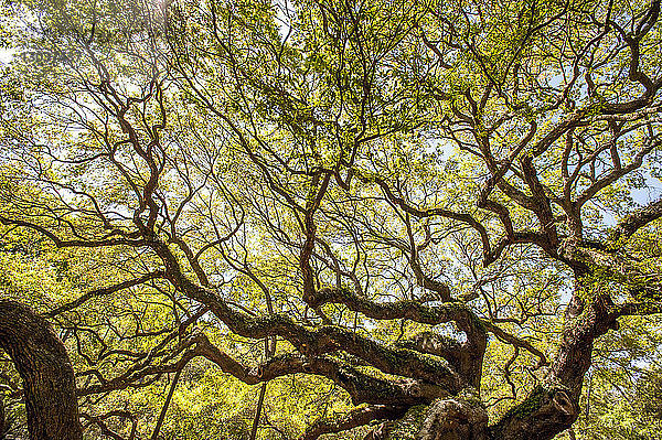 Grünes Kronendach einer alten Engelseiche (Quercus virginiana)  Johns Island  South Carolina  USA