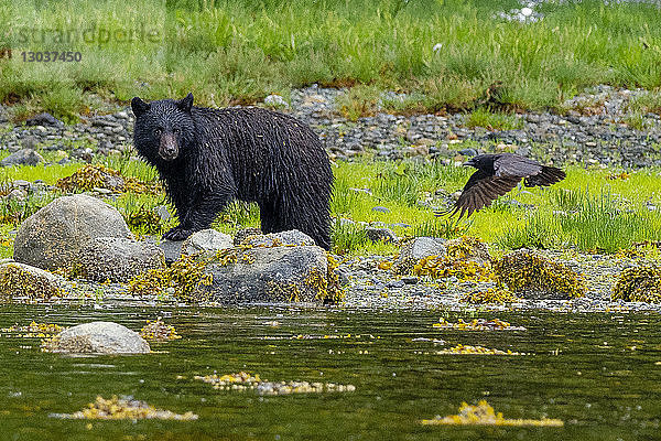 Schönes Naturfoto von einem Schwarzbären (Ursus americanus) und einem Raben