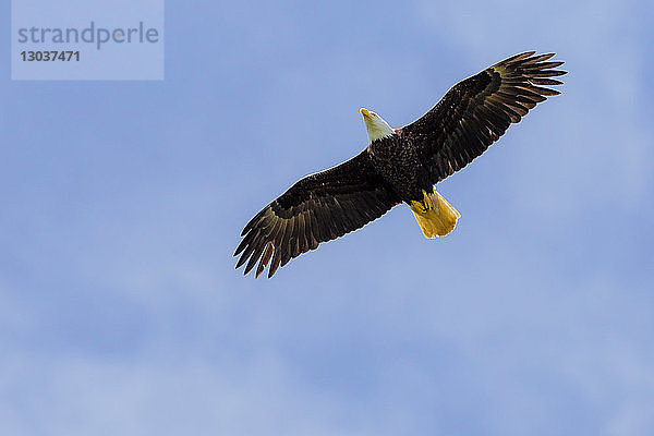 Blick von unten auf einen einzelnen fliegenden Weißkopfseeadler (Haliaeetus leucocephalus) gegen den Himmel