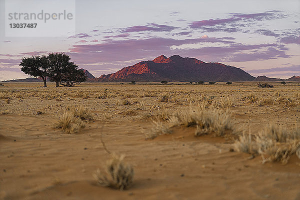 BÃ?ume und einzelne BÃ?ume in der Namib-WÃ?ste in der AbenddÃ?mmerung mit Berg im Hintergrund  Kunene  Kunene  Namibia