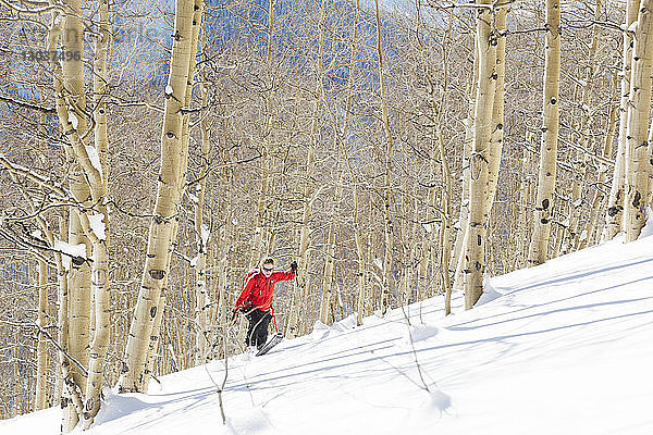 Blick auf eine Frau beim Skifahren zwischen Espenbäumen am Hang unterhalb des Mount Emmons  Gunnison National Forest  Colorado  USA