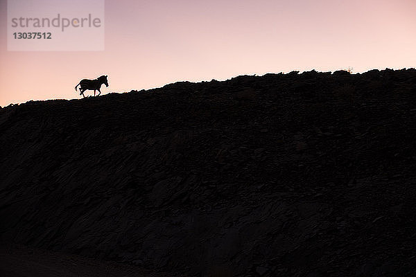 Silhouette eines Zebras auf einem WÃ?stenhÃ?gel in der Namib-WÃ?ste in der MorgendÃ?mmerung â€ Kunene  Kunene  Namibia