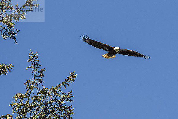 Blick von unten auf einen einzelnen fliegenden Weißkopfseeadler (Haliaeetus leucocephalus) gegen den Himmel