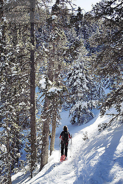 Rückansicht einer Frau beim Schneeschuhwandern im Winter im Wald