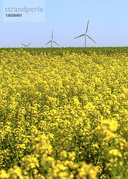 Gelbe Blumen wachsen auf dem Feld gegen Windturbinen