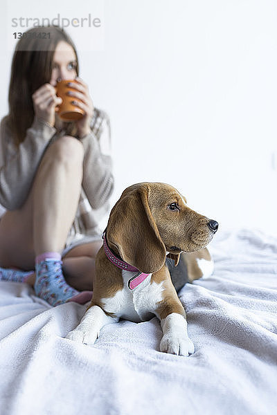 Frau trinkt  während sie mit Beagle zu Hause im Bett sitzt