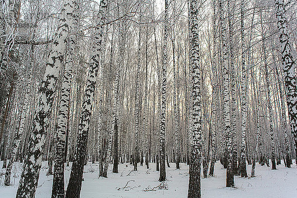 Bäume auf Schneefeld im Wald im Winter