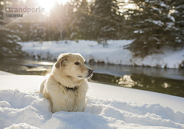 Hund schaut weg  während er sich auf einem verschneiten Feld am Fluss entspannt