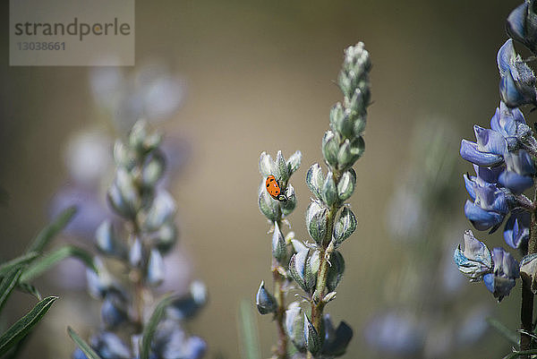 Nahaufnahme eines Marienkäfers auf einer Blume auf dem Feld