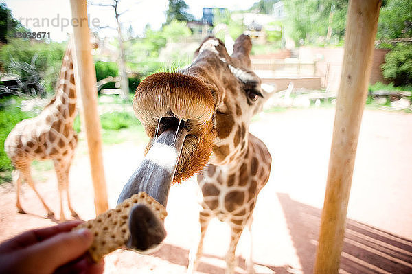 Abgehackte Hand einer Frau  die eine Giraffe füttert