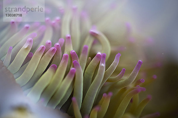 Nahaufnahme einer Seeanemone