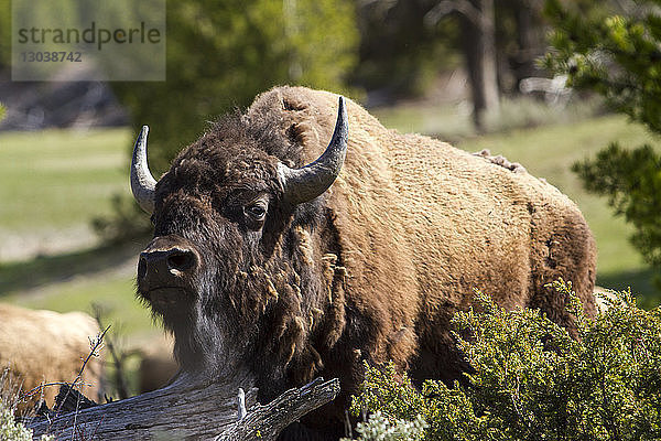 Amerikanischer Bison auf dem Feld im Yellowstone-Nationalpark