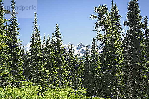 Landschaftliche Ansicht von Bäumen  die gegen den klaren Himmel wachsen  im Mount Rainer National Park