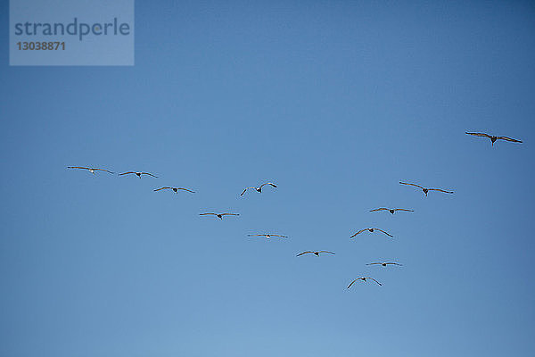 Vogelschwarm fliegt bei strahlend blauem Himmel