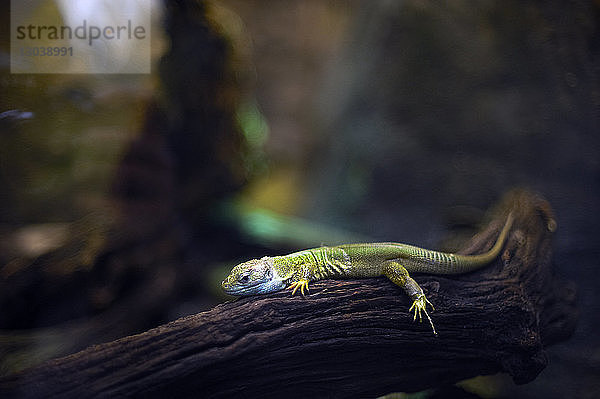 Gecko auf Baumzweig