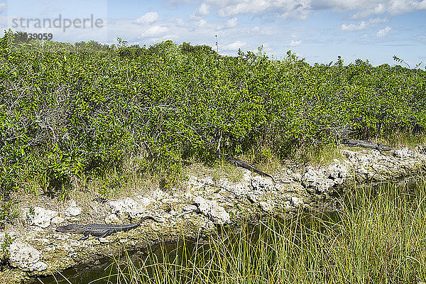 Alligatoren auf Felsen bei Pflanzen im Everglades-Nationalpark