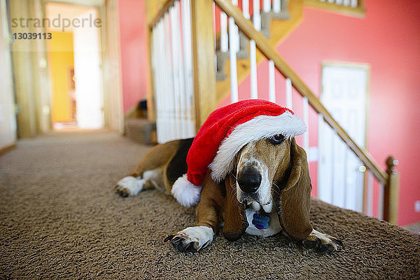 Hund mit Weihnachtsmannmütze liegt zu Hause auf dem Teppich