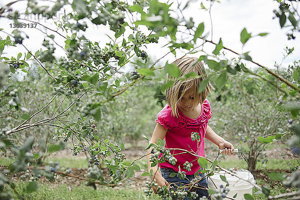 Mädchen pflückt Blaubeeren von Pflanzen auf dem Bauernhof