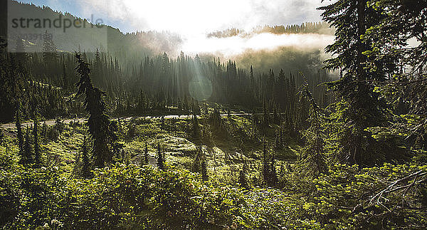 Landschaftliche Ansicht der Bäume  die während des Sonnenaufgangs im Mount Rainier National Park wachsen