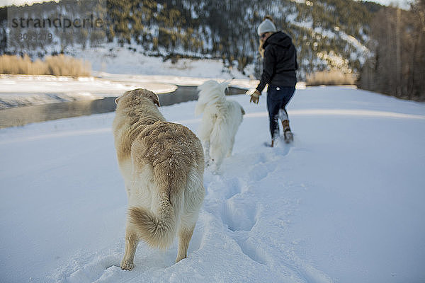 Rückansicht einer Frau  die mit Hunden auf tiefem Schnee Gassi geht