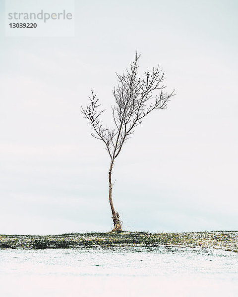 Kahler Baum auf verschneitem Feld gegen den Himmel