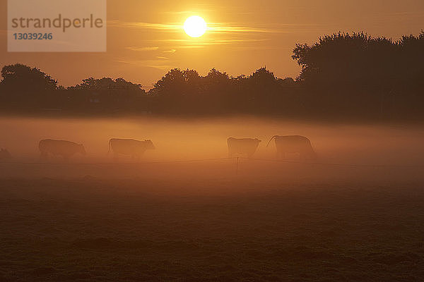 Kühe grasen bei Sonnenaufgang auf der Weide