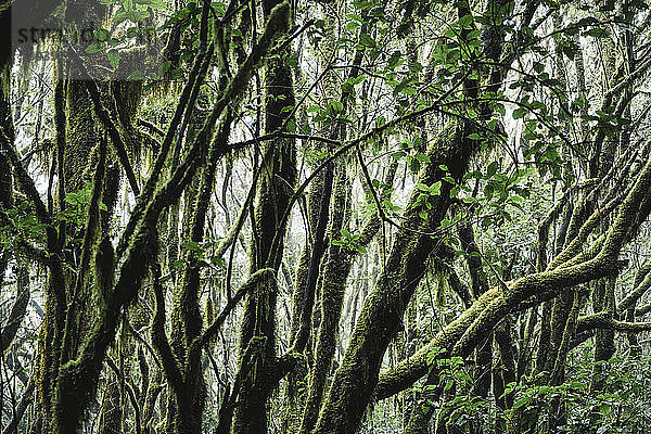 Nahaufnahme von moosbewachsenen Zweigen im Wald im Garajonay-Nationalpark