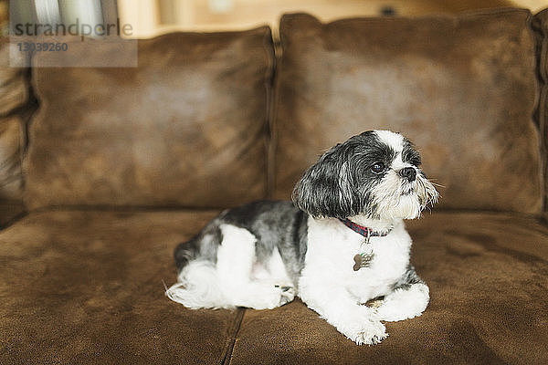 Hund entspannt sich zu Hause auf dem Sofa