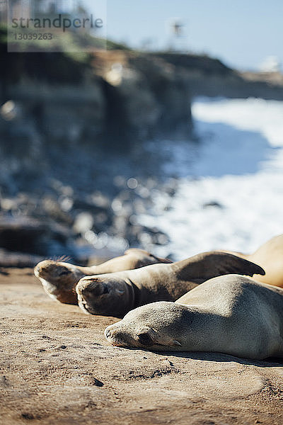 Nahaufnahme von Seelöwen  die sich an sonnigen Tagen an Felsen entspannen
