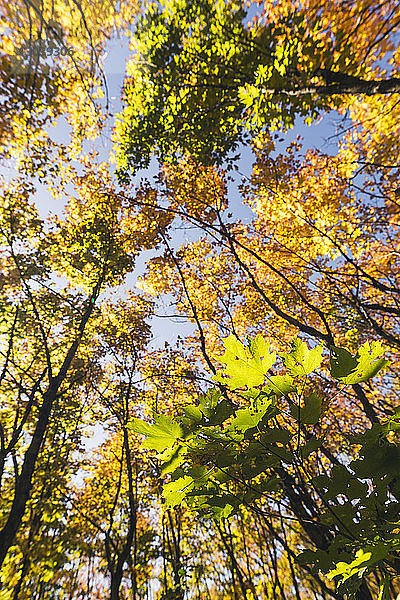 Niedrigwinkelansicht von Bäumen im Wald im Herbst