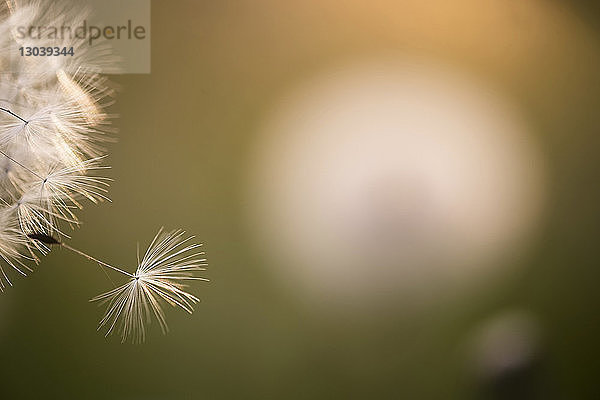 Nahaufnahme der Löwenzahnblume