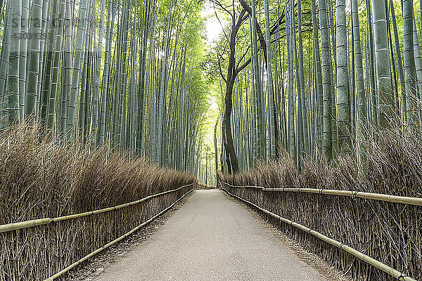 Straße inmitten eines Bambushain-Waldes