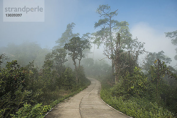 Straße durch Bäume gegen den Himmel bei Nebel