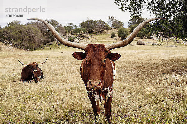 Porträt eines texanischen Langhornrindes  das auf einem Grasfeld gegen den Himmel auf einer Ranch steht