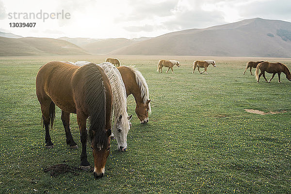 Pferde auf Grasfeld gegen den Himmel