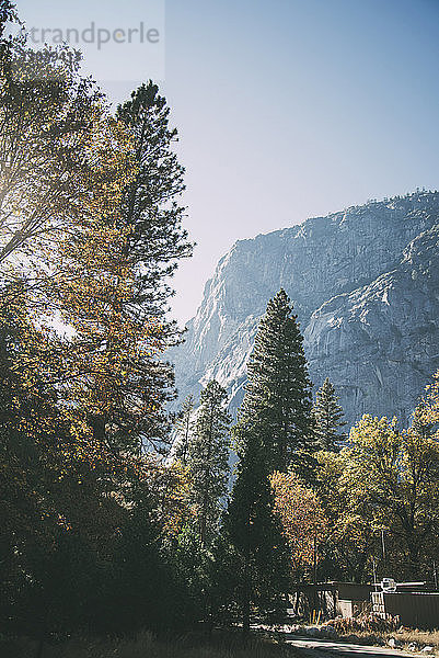 Tiefblick auf Bäume im Wald vor den Bergen im Yosemite-Nationalpark