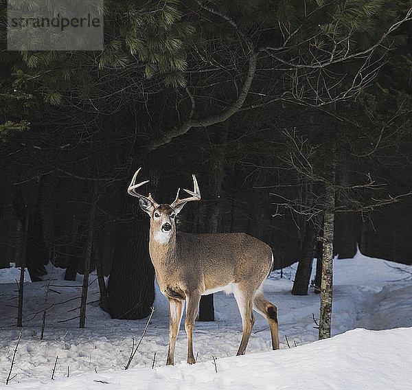 Hirsch steht auf schneebedecktem Feld im Wald