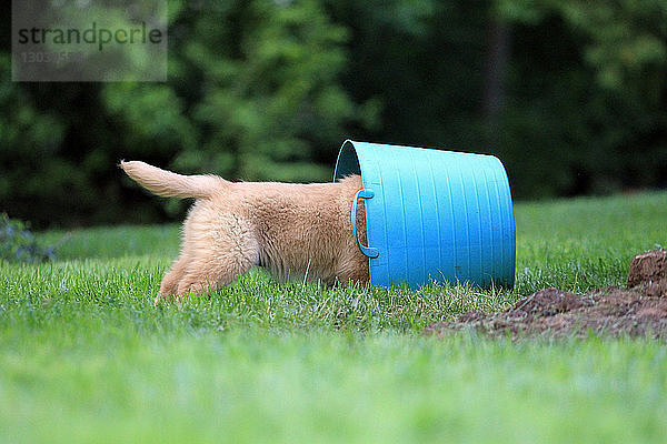 Golden Retriever-Welpe spielt mit Eimer auf Grasfeld im Park