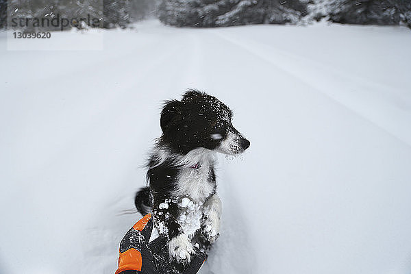 Hochwinkelansicht eines Hundes  der auf einem schneebedeckten Feld sitzt