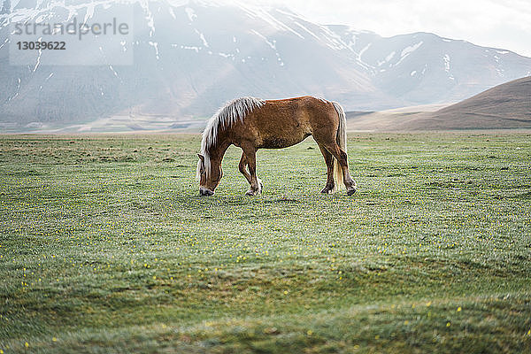 Seitenansicht eines auf der Weide grasenden Pferdes